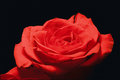 Perfect Rose