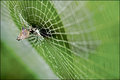Working On The Web