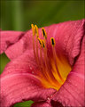 Blood Lily