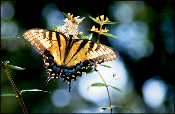 Butterfly Skies