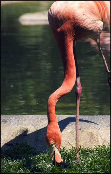 Pink Flamingo