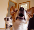 wolfie and bear.jpg