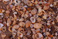 Pile O Shells.jpg