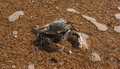crab in water.jpg