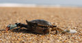 crab on beach.jpg