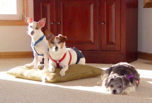 DogsInNewHomecropped.jpg