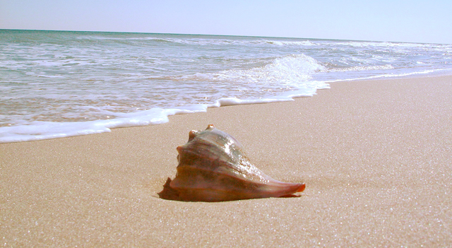 shell6.jpg