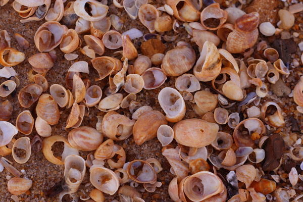 Pile O Shells.jpg