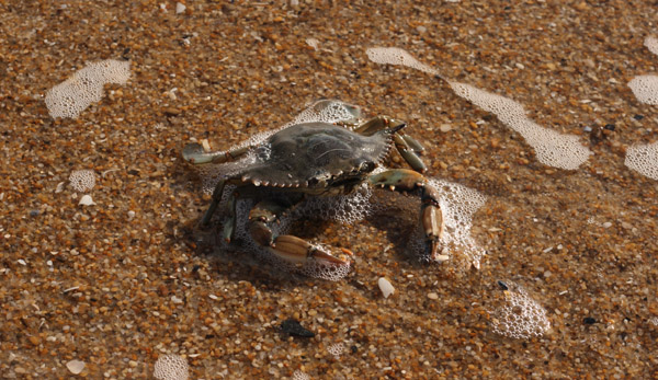 crab in water.jpg