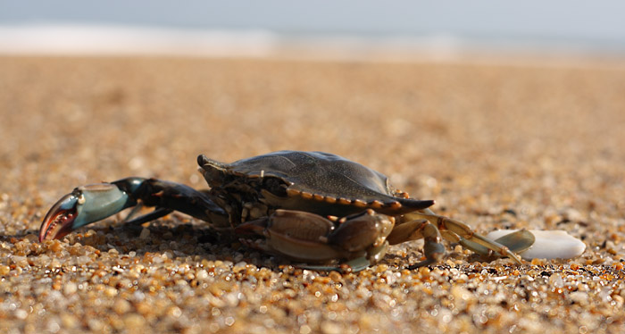 crab on beach.jpg