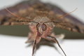 Moth