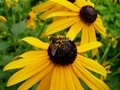 Pollination