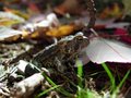 Autumn Toad