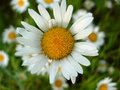 Daisies