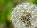 Dandilion