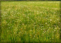 Wildflowers