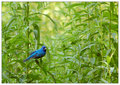 Indigo Bunting