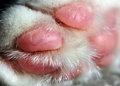 Day 22 - Paw