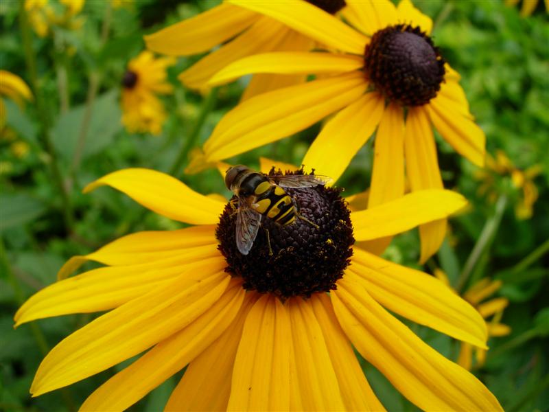 Pollination