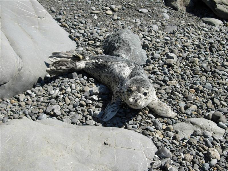 Baby Sea Lion