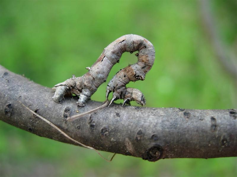 Branch or Bug?