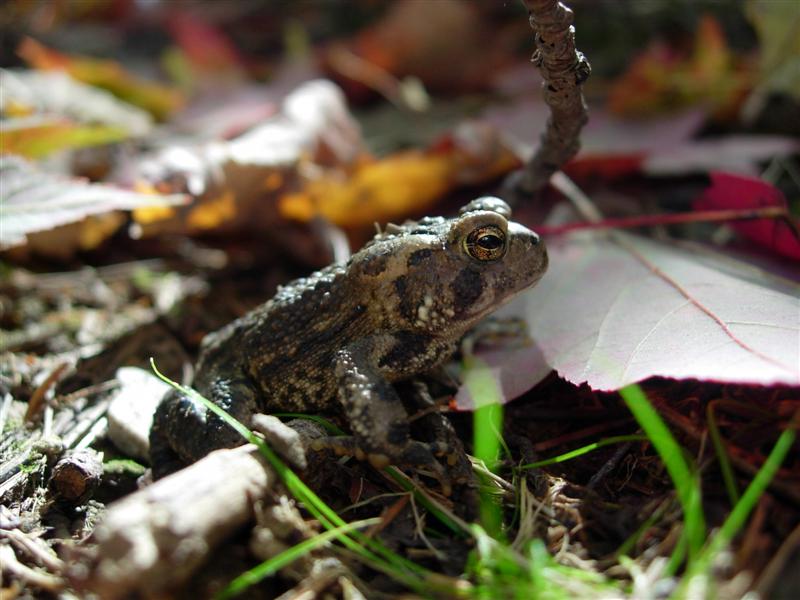 Autumn Toad