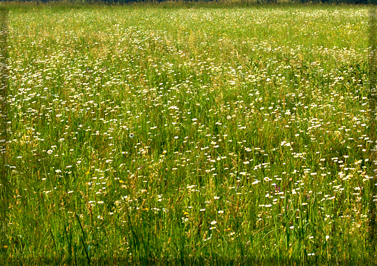 Wildflowers