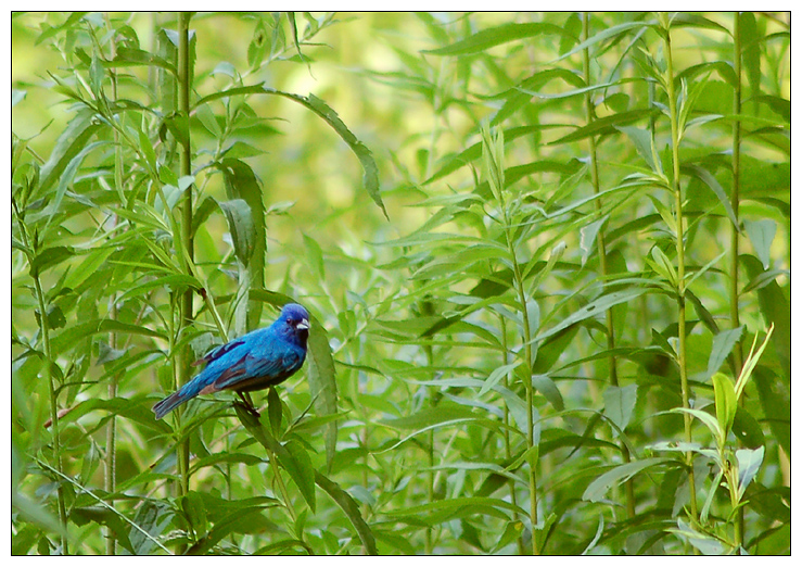 Indigo Bunting