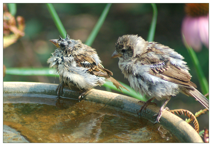 Bird Bath