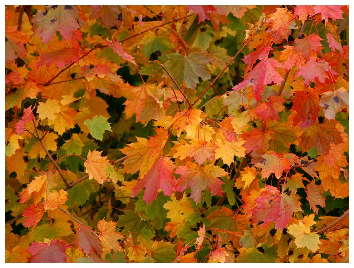 Fall Colors