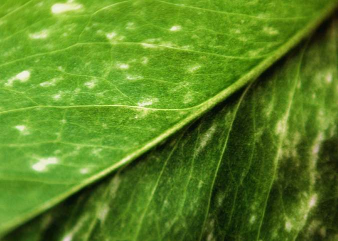 Day 14 - Leaf