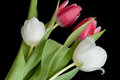 White & Pink Tulips