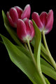Pink Tulips