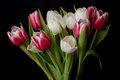 Bunch of Tulips
