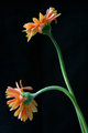 Gerbera Pair