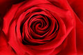 Red Rose