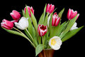 Twicolor Tulips