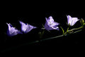 Blue Bell Flower