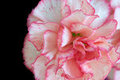 Pink Carnation