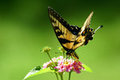 Yellow Swallowtail