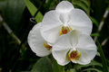 White Orchids