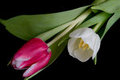 Twicolor Tulips