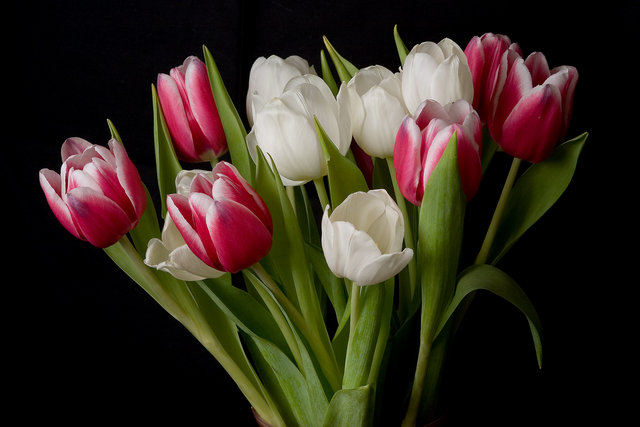 Bunch of Tulips
