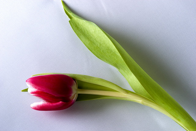 SingleTulip