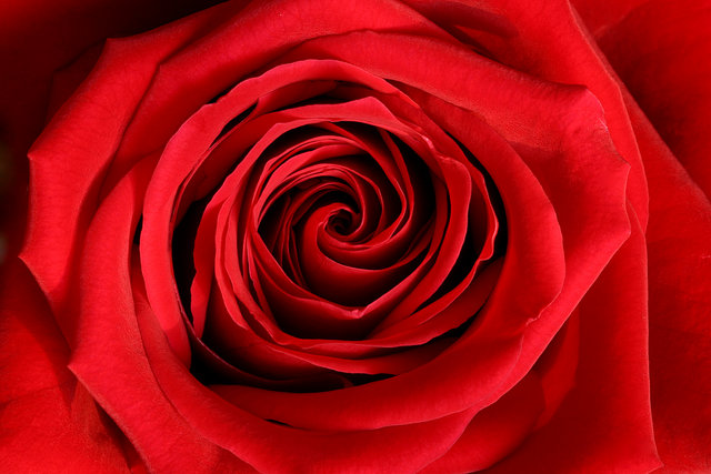 Red Rose