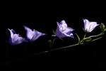 Blue Bell Flower