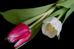 Twicolor Tulips