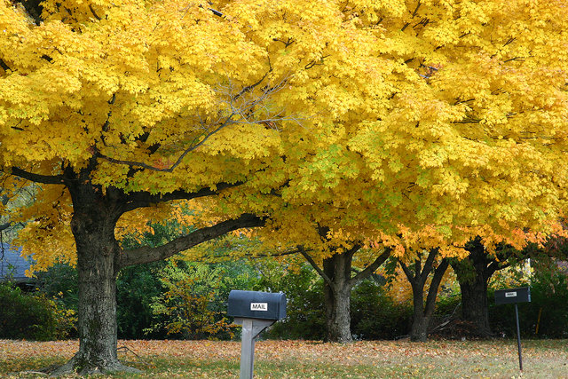 Trees in Fall