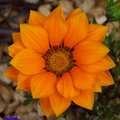 sunburst.jpg