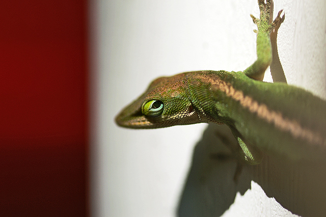 anole